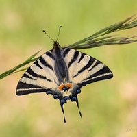 Vidlochvost ovocný - Iphiclides podalirius 