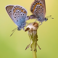 Modráčik čiernoobrúbený - Plebejus argus