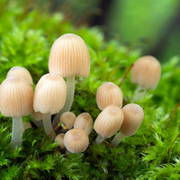 Coprinellus disseminatus