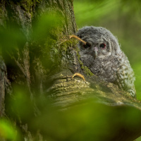 Strix aluco Linnaeus, 1758 - puštík obecný mládě 2