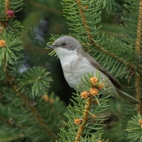 Sylvia curruca (Linnaeus, 1758) - pěnice pokřovní