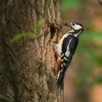 Dendrocopos major (Linnaeus, 1758) - strakapoud velký