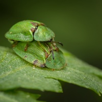 Cassida stigmatica Suffrian, 1844