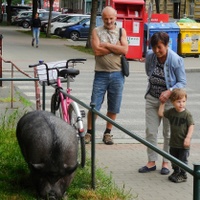  Göttingenské prase Hektor a růžové kolo.