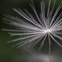 dandelion