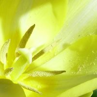 Detail květu tulipánu