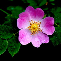 Rosa canina