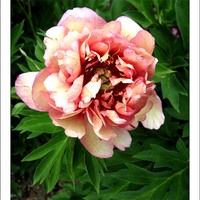 z botanické