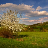 Slunečné jaro