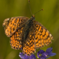 Hnědásek kostkovaný (Melitaea cinxia)