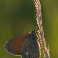 Motýlek