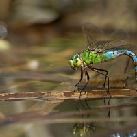 ...anax imperator...