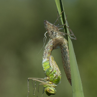 Anax imperator