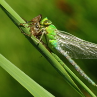 Šídlo královské(Anax imperator)