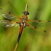 Vážka čtyřskvrnná (Libellula quadrimaculata)