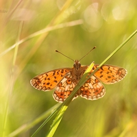 Perlovec dvanásťškvrnný - Boloria selene 