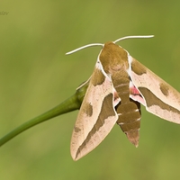 Lišaj mliečnikový (Hyles euphorbiae)