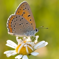 Ohniváčik štiavový - Lycaena hippothoe