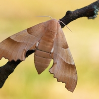 Marumba quercus (lišaj dubový)   samička 