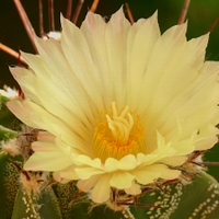 Letošní Astrophytum