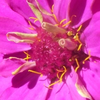 Detail květu cínie (červen 2017)