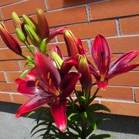 Detaily lilií (červen 2017)