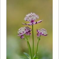 Astrantia