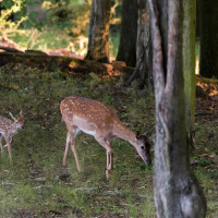 Přišla se pochlubit?