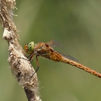 Anaciaeschna isoceles 