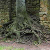 strom a hradby