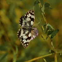 Okáč bojínkový