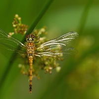 ...sympetrum...