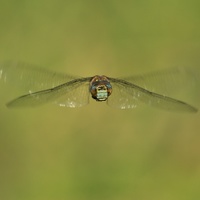...aeshna mixta...