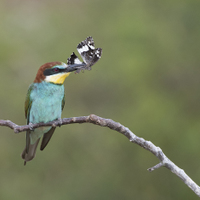 Vlha pestrá ( Merops apiaster )