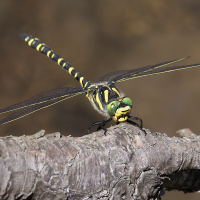 Cordulegaster boltonii