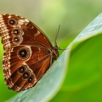 Morpho peleides