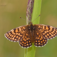 Hnedáčik veronikový - Melitaea aurelia (Samička)