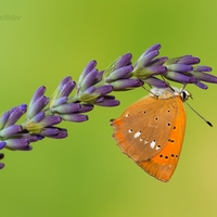 Ohniváčik zlatobyľový - Lycaena virgaureae  (samička)