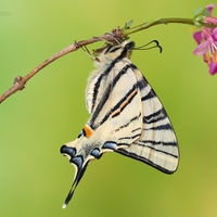 Vidlochvost ovocný - Iphiclides podalirius  (samička)