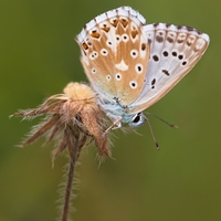 Modráčik vikový - Polyommatus coridon