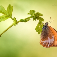 Očkáň medničkový - Coenonympha arcania