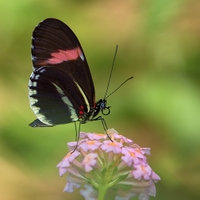 Heliconius erato   