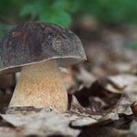 Boletus aereus