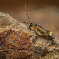 Malthinus flaveolus (Herbst, 1786)