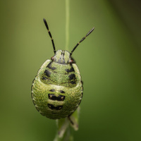 Palomena viridissima (Poda, 1761) - kněžice zelená (nymfa)