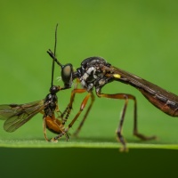 Dioctria hyalipennis (Fabricius, 1794)