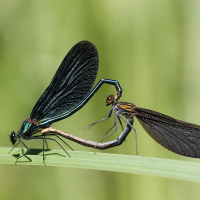 Calopteryx virgo 