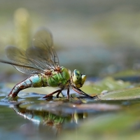 Anax imperator