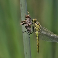 Orthetrum cancellatum  