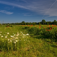 Kytičková